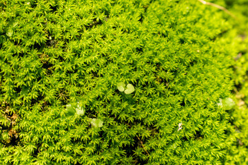 Moss texture. Beautiful green moss on the floor.Green mos close-up on ground and gravel.