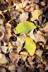 Falling ginkgo leaves on the ground in autumn background
