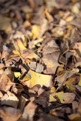 Ginkgo leaves covered with golden yellow
