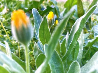 Beautiful orange flower bud in the center in spring with green leaves