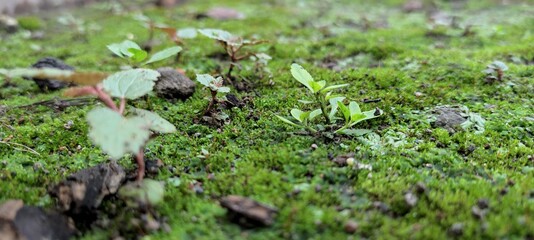 moss