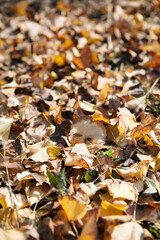 Dead leaves on the ground in late autumn