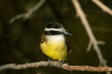 bird