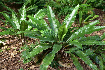Birds Nest Ferns of various sizes in a garden