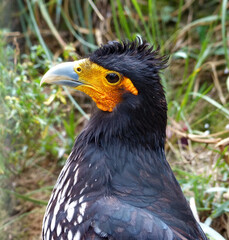 Closeup portrait of the Northern Crested Cara cara (Caracara cheriway). Wild bird of prey in the family Falconidae.