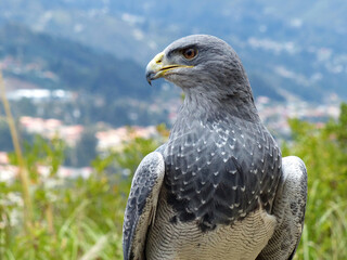 Black breasted eagle resting. Close up. Ecuador