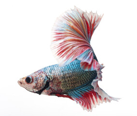Fototapeta premium halfmoon betta fish, siamese fighting fish, betta splendens 