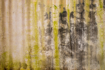 Green lichen on cement wall, Green moss on old cement wall, Closeup cement wall with moss.