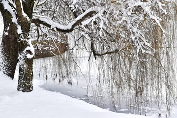 City park in winter scenery. Beautiful little pond in winter. Winter landscape: a walk with the whole family in a winter park. 