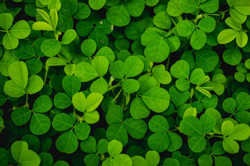 Natural plant green background of small wild clover.Green background with three-leaved shamrocks.