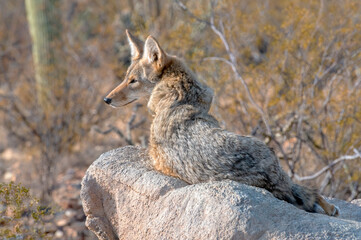 Coyote resting on a rock in the Sonoran Desert