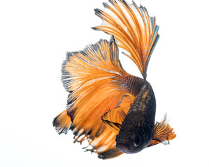 Fototapeta premium halfmoon betta fish, siamese fighting fish, betta splendens 