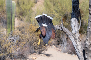 Harris's Hawk diving down to the Ground in the Sonoran Desert