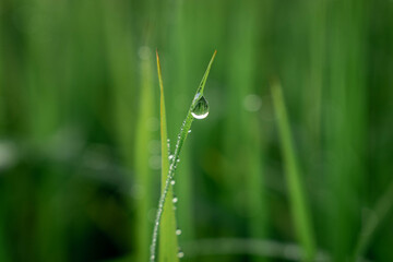 Water drop under green grass leaf in nature.Blurred green bokeh background.