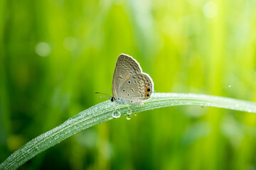Butterfly on green grass.Fresh green grass and butterflies on sunny day.A small butterfly on green grass.