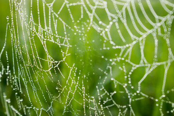 Spiderweb and dewdrops in morning light,Rain drops on spider webs.Spider web with dew drop in the morning.