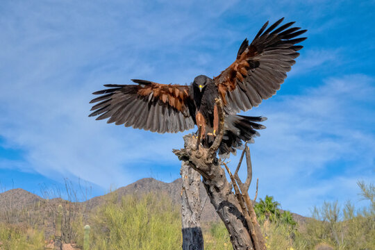 Harris's Hawk coming in for a Landing in the Sonoran Desert