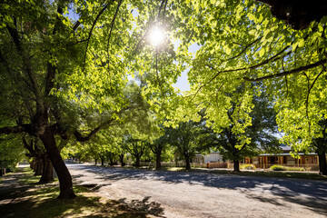 Leafy tree lined suburban street in Beechworth, Victoria, Australia