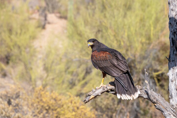Harris's Hawk perched near Palo Verde Trees