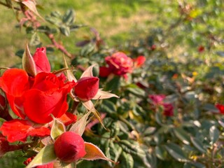 Amazing red rosebuds together in a park in spring on a sunny day