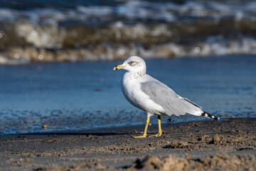 Ring-billed Gull Standing on the Beach