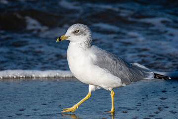 Ring-billed Gull Walking on the Beach