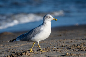 Ring-billed Gull Walking on the Beach