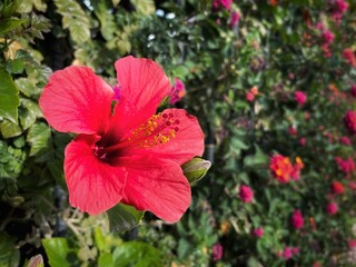 Red flower with a flower bud and green background