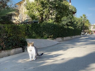 The white, brown, and black cat standing on a street in front of residential houses on a sunny day