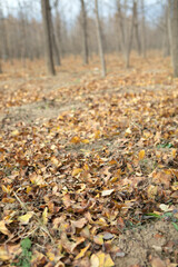 Ginkgo forest and ginkgo leaves