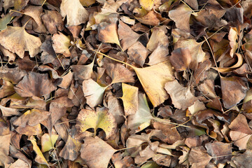 Late autumn ground covered with ginkgo leaves background