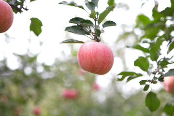Ripe red apples on autumn branches