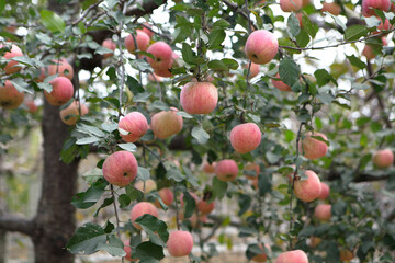 Ripe red apples on autumn branches