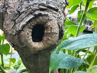 Obraz premium Large burrows in older trees that may spontaneously occur or have been penetrated by squirrels or birds. This hollow tree may prevent the tree from growing. Care should be taken before the tree dies. 