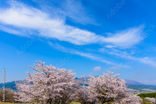 阿蘇山 阿蘇五岳を背景に春風空をイメージに最高に美しい桜の花日本熊本県南阿蘇年春撮影the Most Beautiful Cherry Blossoms With The Image Of The