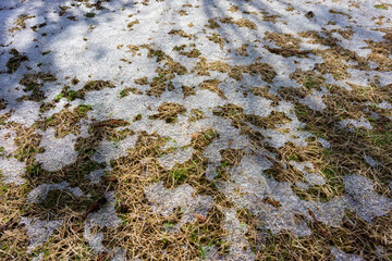 早春の芝生の上の薄氷