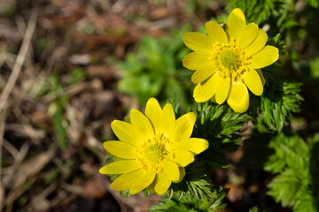 早春に咲く福寿草