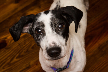 Black and white dachshung beagle mix with wood background
