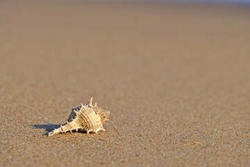 Murex Ternispina (Murex Nigrospinosus) seashell on the sand at the beach.