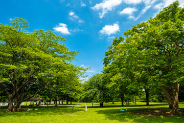 砧公園