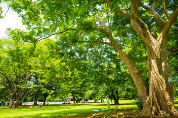 砧公園