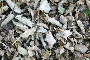 Dead leaves background on the groun