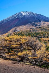 Top of Mount Fuji and yellow pine trees in autumn