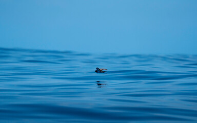 Fototapeta premium seagull on the water