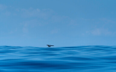 Fototapeta na wymiar Bird flying over blue sea
