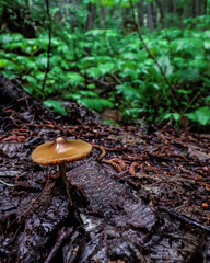 A mushroom growing in a rainy forest