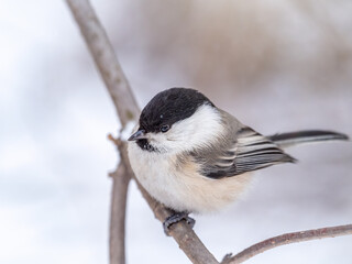 Obraz premium Cute bird the willow tit, song bird sitting on a branch without leaves in the winter.