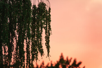 birch branches at sunset