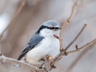 Eurasian nuthatch or wood nuthatch, lat. Sitta europaea, sitting on a tree branch with a blurred background.