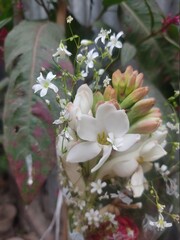 Beautiful flowers - Tuberose on white background